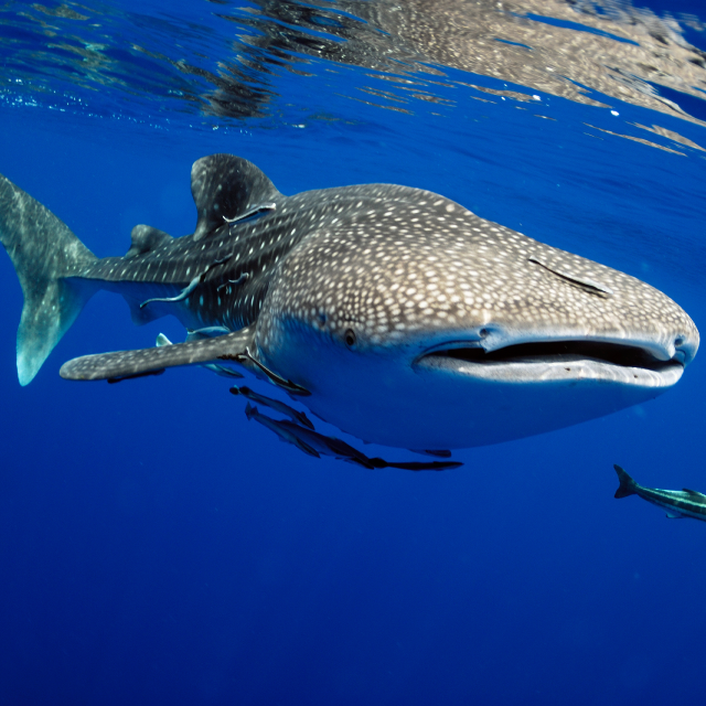 whaleshark