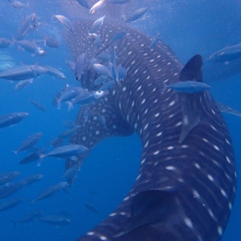 oslob whaleshark