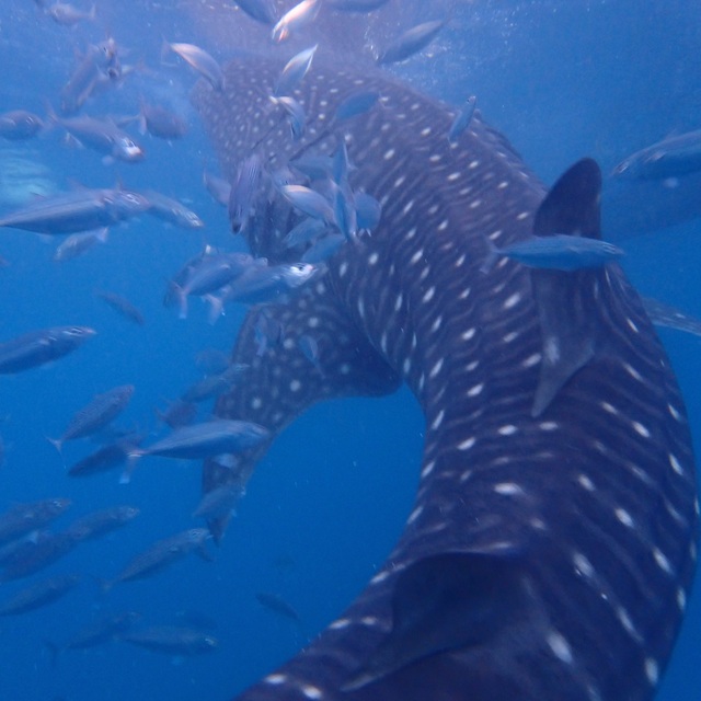 WhaleShark