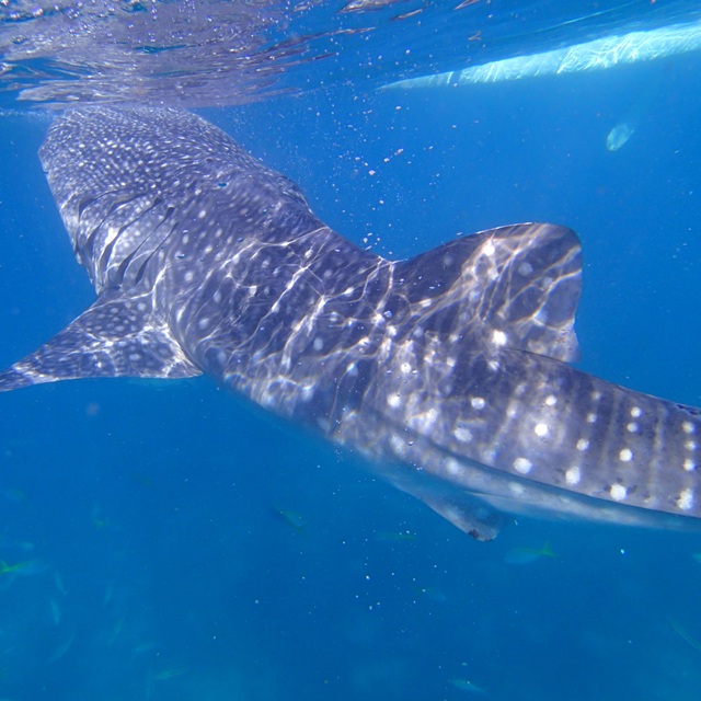 whaleshark