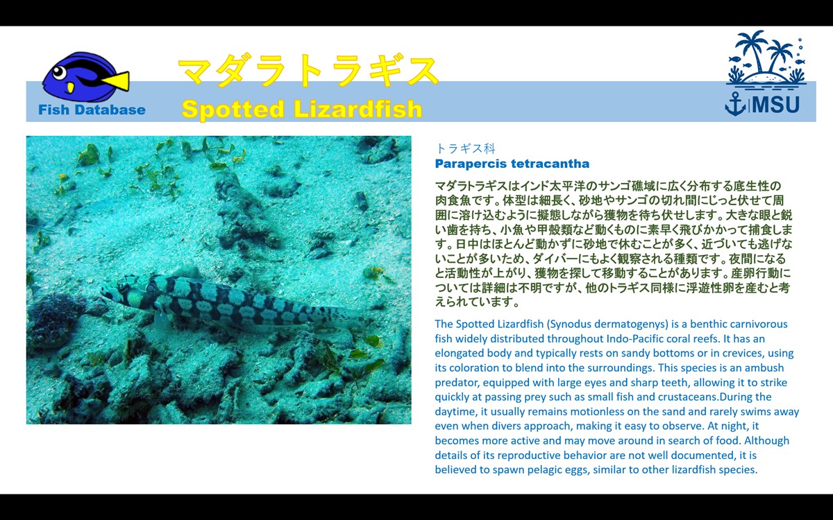 さかな図鑑 | PADI Dive Center MSU