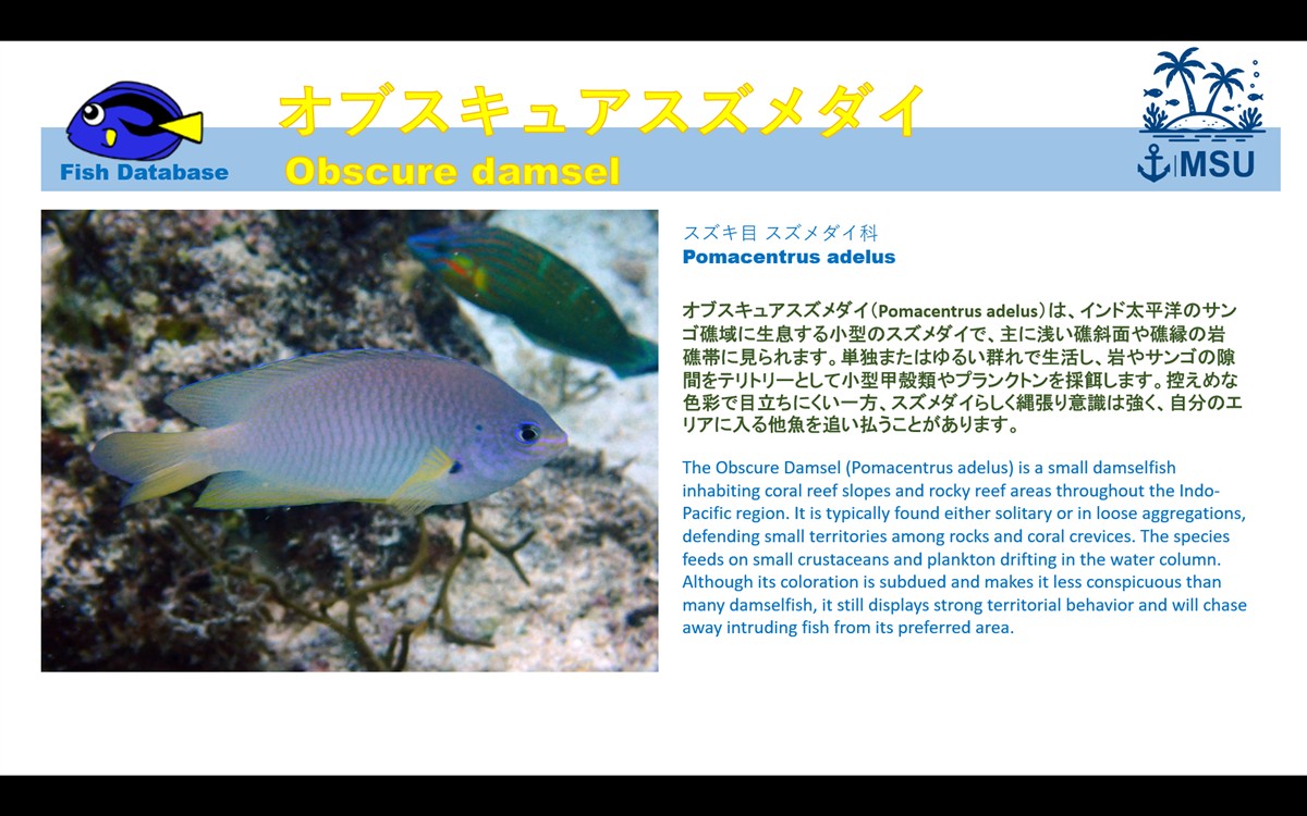 さかな図鑑 | PADI Dive Center MSU