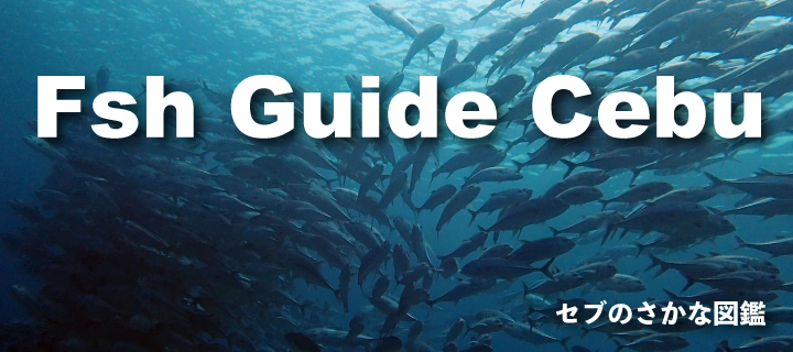 fishguidecebu