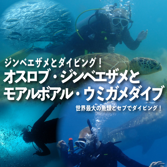 jpn-oslob-moalboal-trip