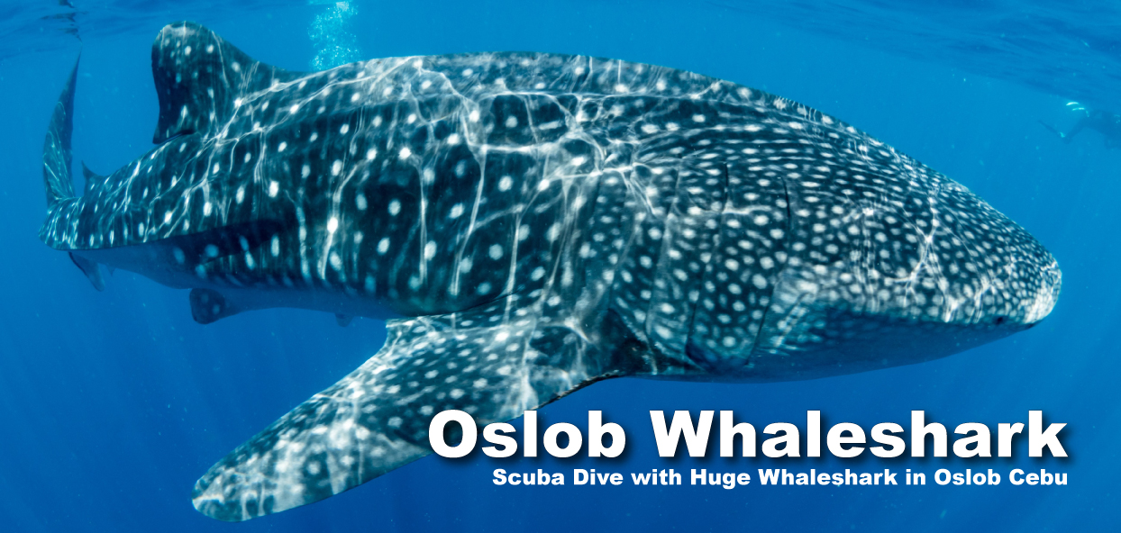 oslob-whaleshark